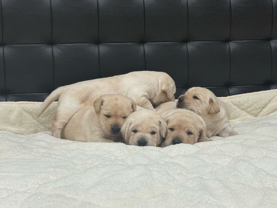 Чистокръвни Лабрадор Ретривар: