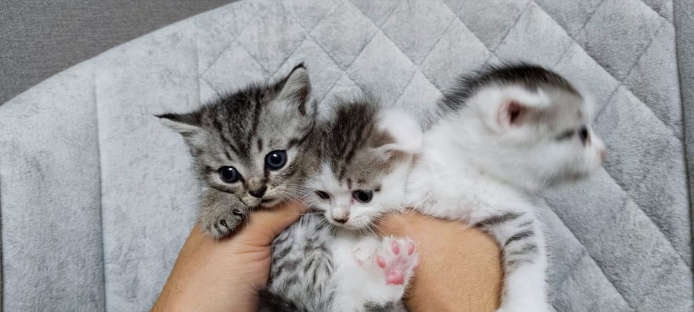 Британские котята