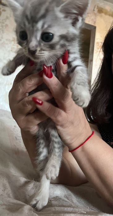 Продам  пародистых котят  шотландских