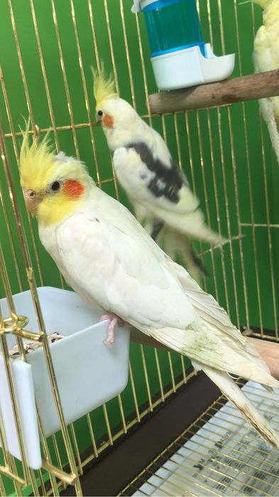 Карелла попугай молодые