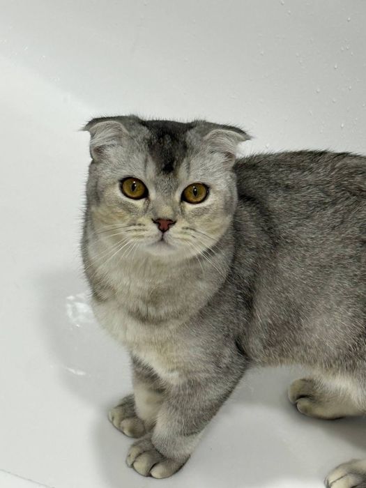 Scottish Fold ogil bola srochna