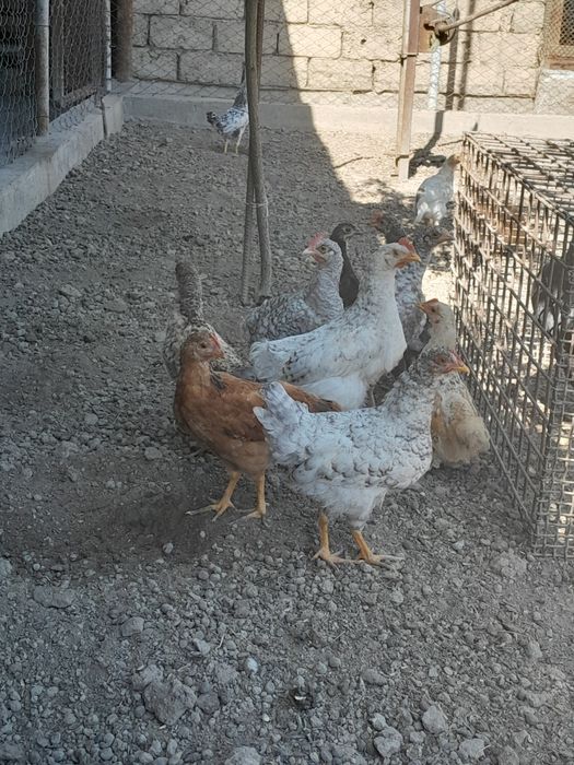 Продам домашних цыплят