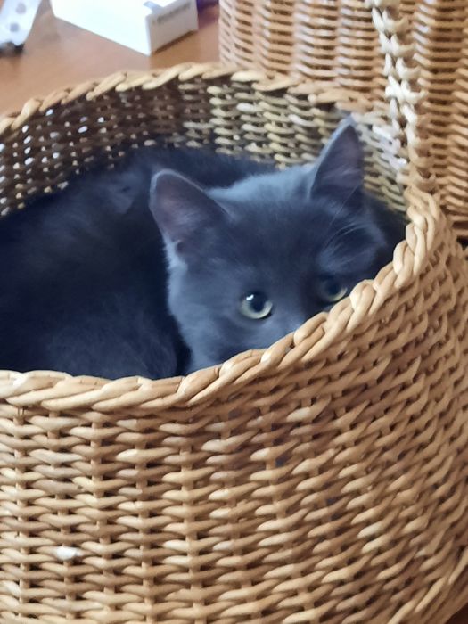 Плетеная корзина.