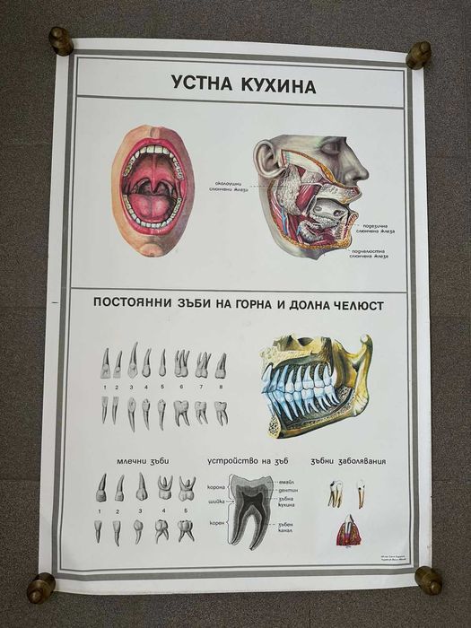 Учебни Медицински Плакати Постери