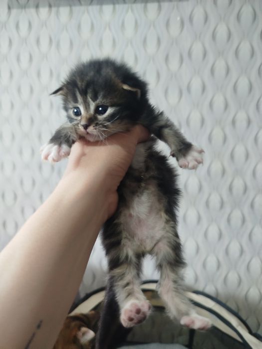 Открыта бронь на котят мейн кун