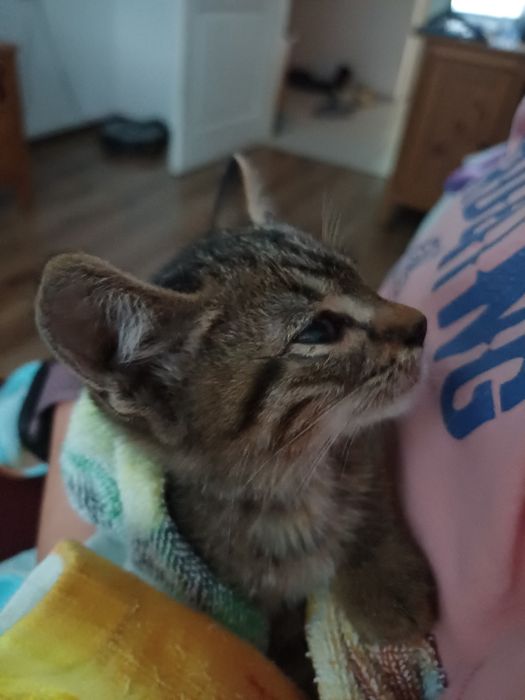 Малка котка мъжка