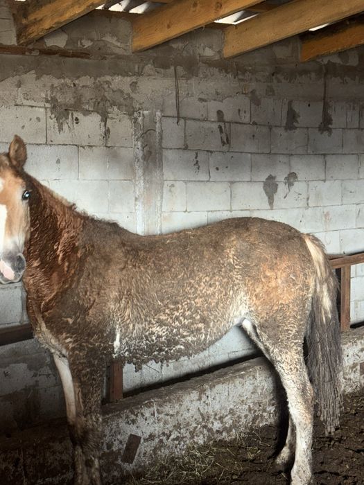 Согым ет тай жылкы