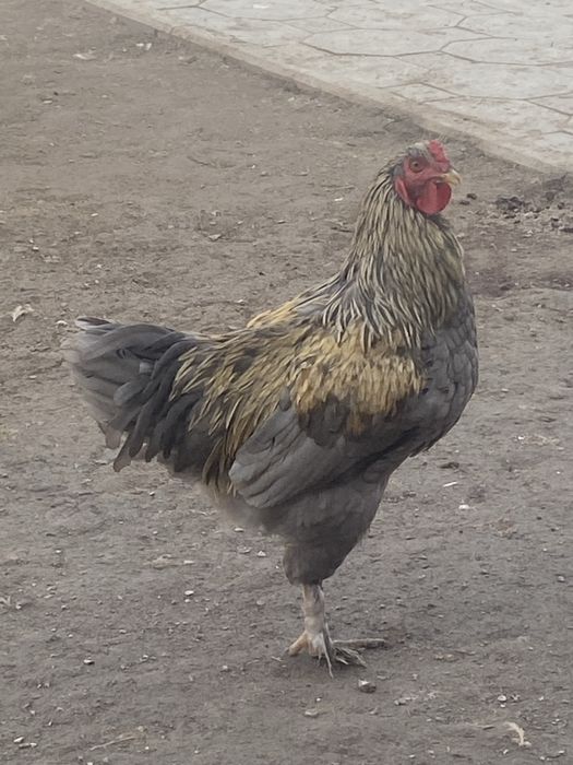 петух молодой породистый