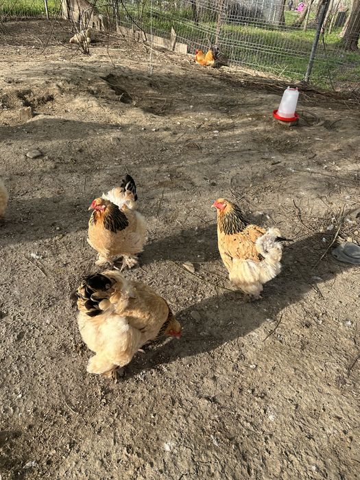 Brahma Colombian gaini cu cocosi