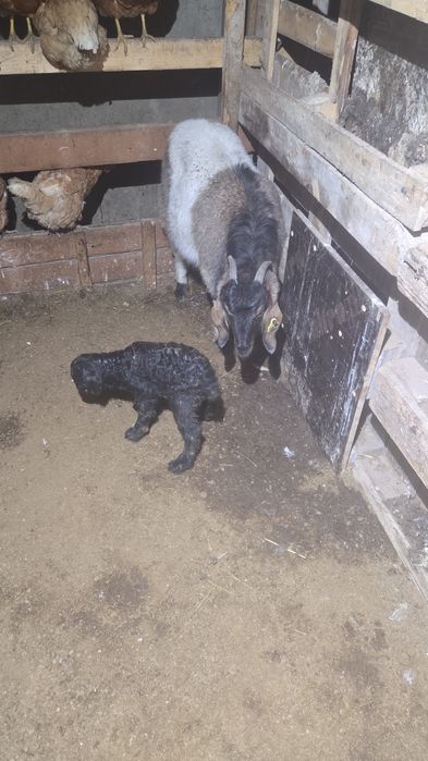 Ешки сауатын туатын и туган