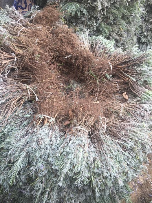 Butasi lavanda cu rădăcina-3 lei