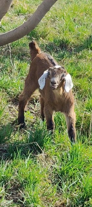 Нубийская козочка