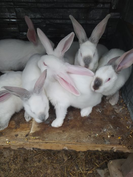 Продам кроликав продам