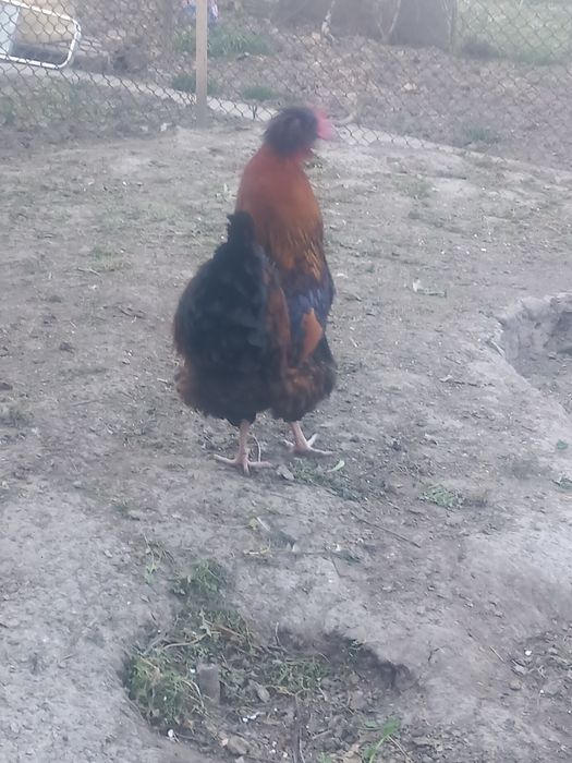 Cocos motat de vanzare