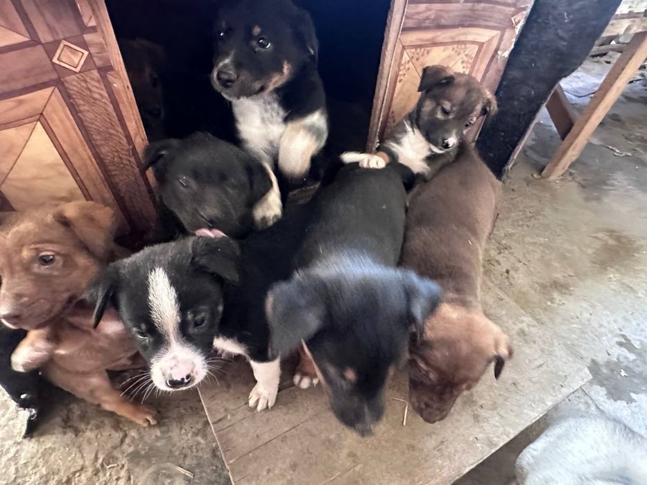 Щенята в хорошие добрые руки БЕСПЛАТНО