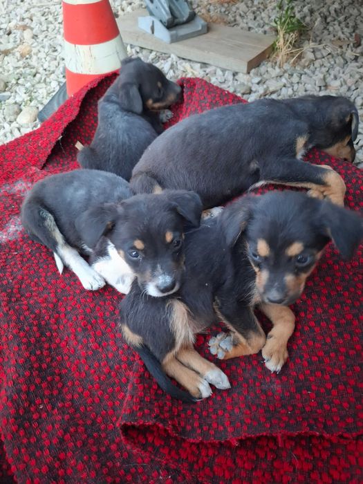 Малки кучета за осиновяванеAdopt a puppy!!
