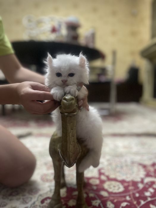 Белоснежные девочки Мэйн Кун