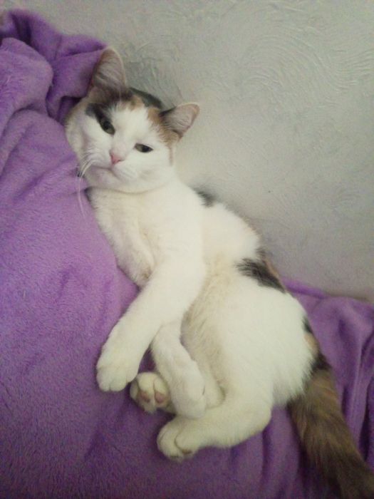Кошка мейнкун в добрые руки