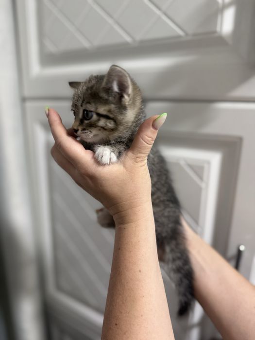 котенок девочка!