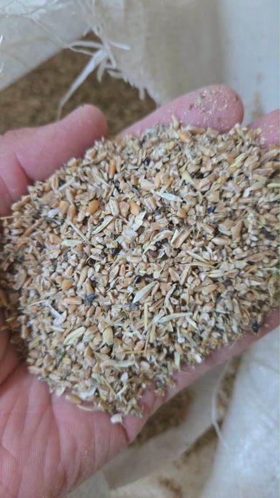 Продам сечку пшеницы, зерносмесь, отруби