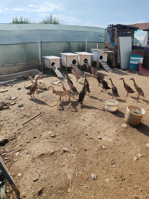 De vânzare rate indiene tineret și de anul trecut