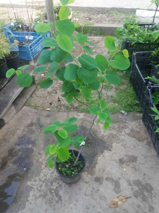 Амеланхиер  -Amelanchier