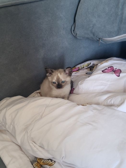 Котёнок сфинкс браш