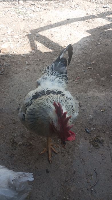 Курочки,петушки молоденькие