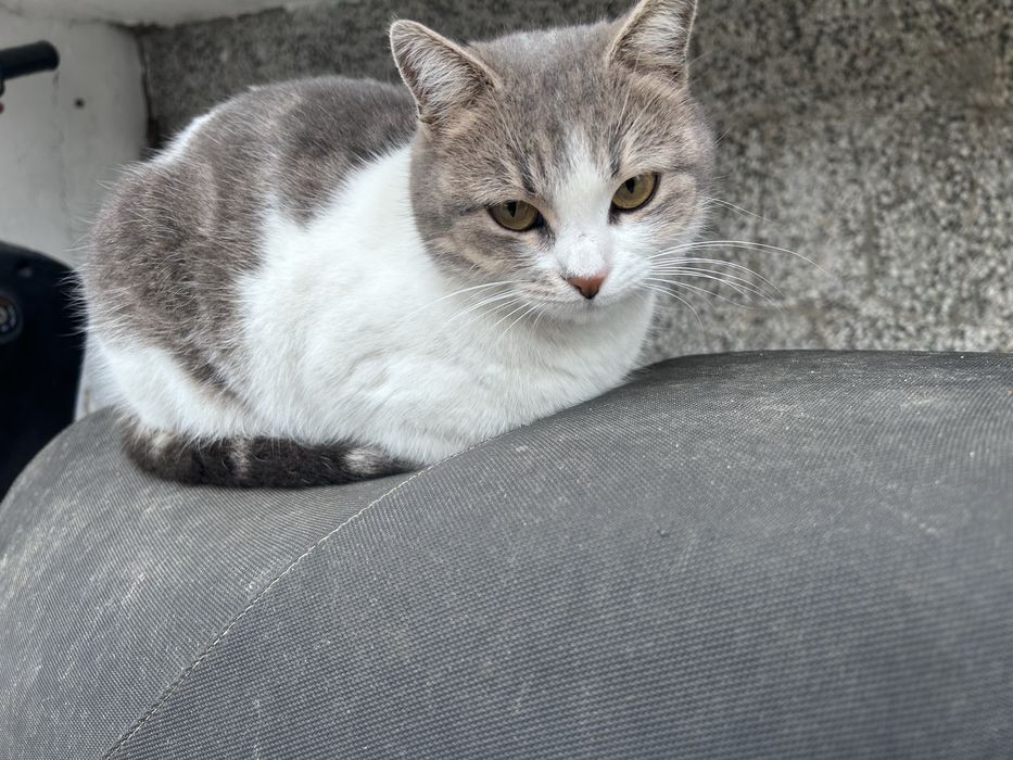 Кастрирана котка търси дом