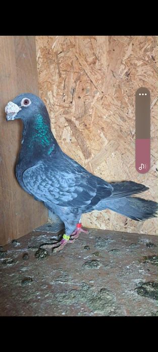 Vând porumbei duduros