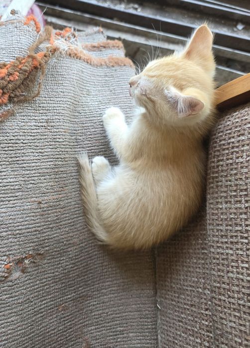 Отдам котят мальчик еркек
