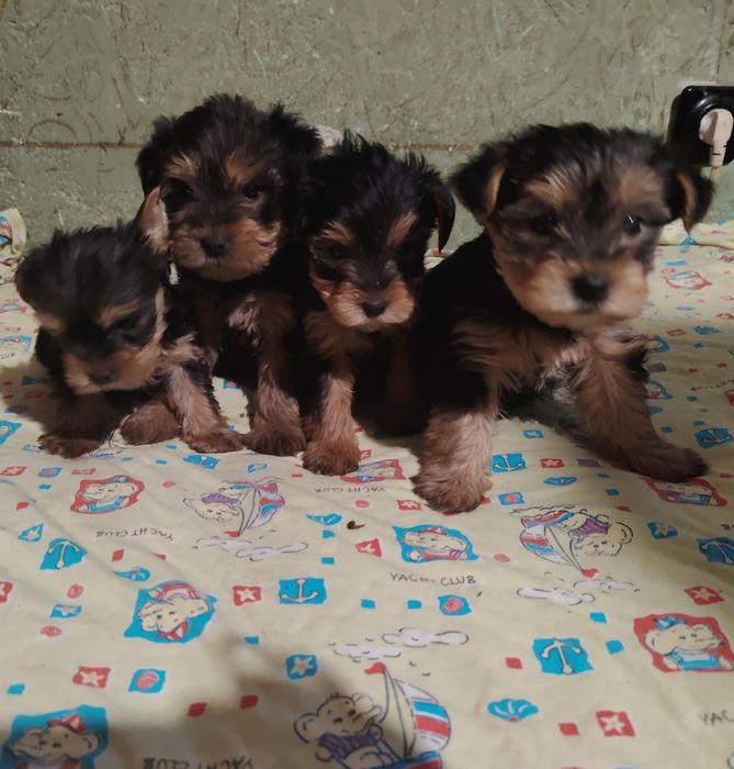 Йоркширски териер