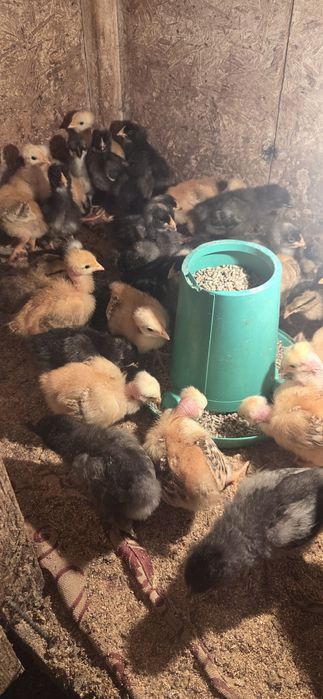 Доминат цыплята бройлер