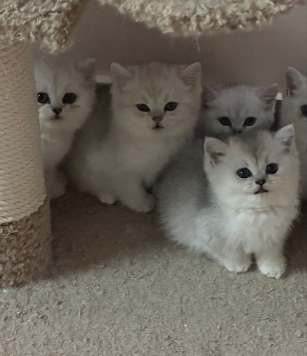 Продаются Чистокровные Шотландские котята