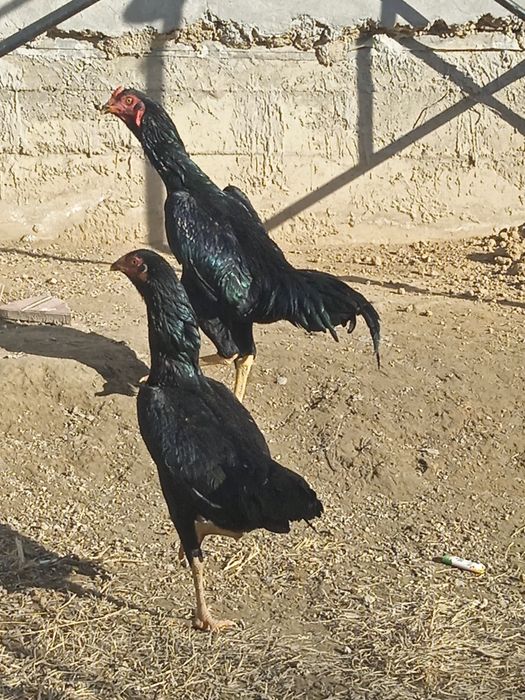 Жужа хуроз тоза каресча