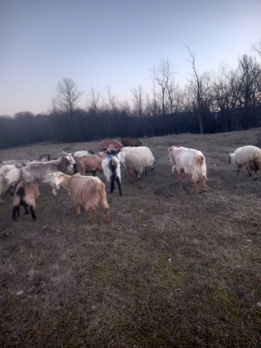 Vând iezi și țapi