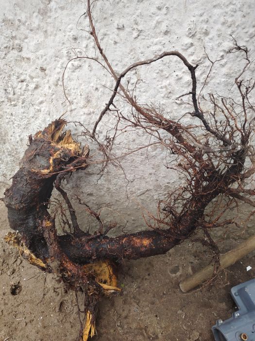 Продам коряги для аквариума продам звоните