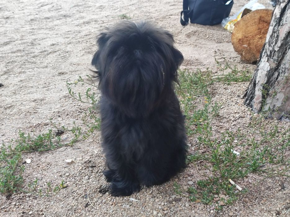 Аффенпинчер ,щенки СКК