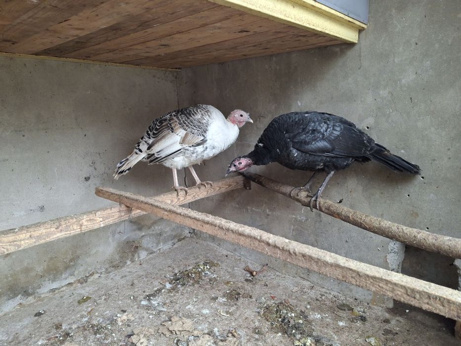 Продаются индюки