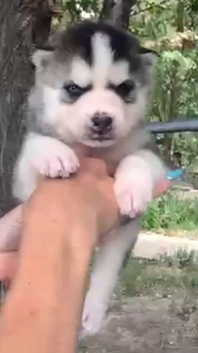 мальчик хаски с разным цветом глаз(АРЛЕКИН)