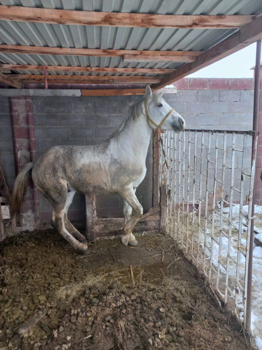 Кунан сатылады тез арада