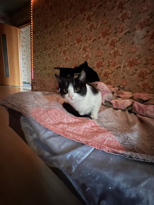 Ласковая кошечка ищет семью