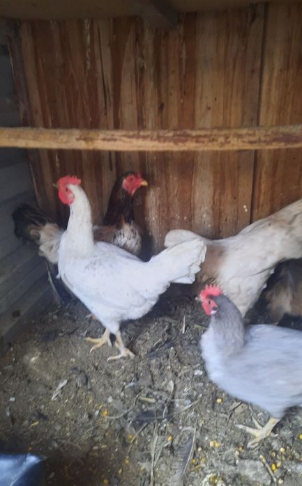 Joydori tovuqlar sotiladi xamasi tug'adi