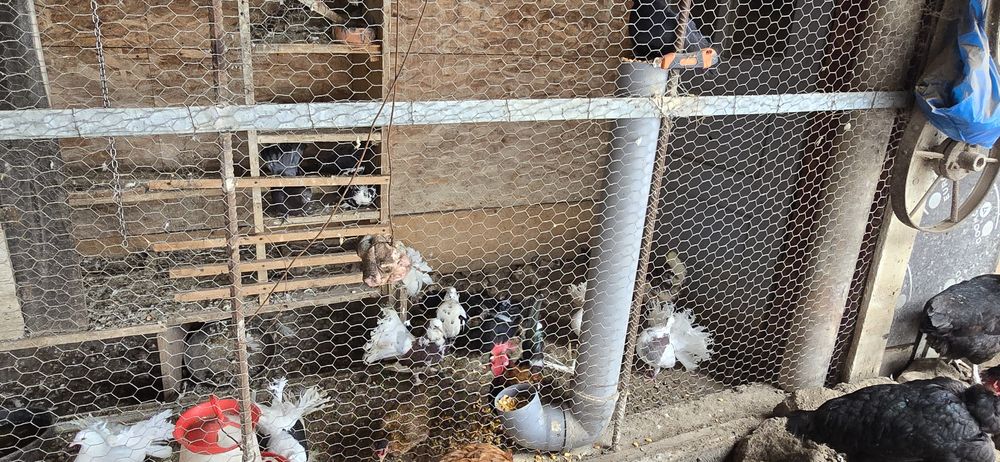 Porumbei voiajori si curcanasi