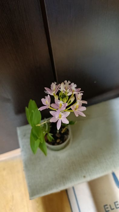 Орхидея Эпидендрум цветет