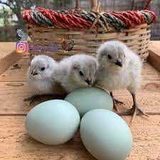 Принимаем заказы на цыплят Амераукана