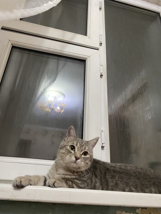 отдам кошку даром