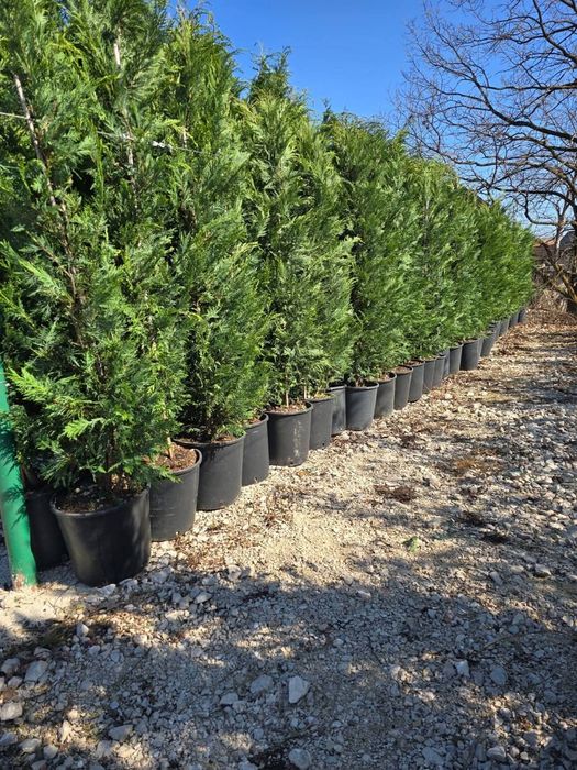 Vând leylandii la ghiveci și la balot