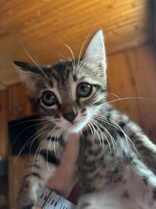 Отдам котенка бесплатно в добрые руки