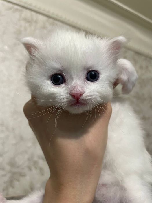 Кошки скоттиш страйт